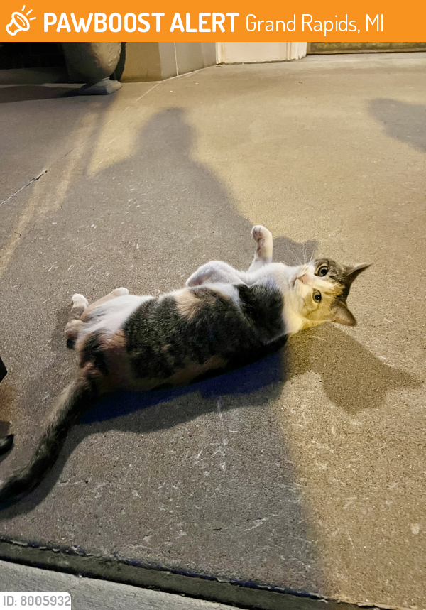 Grand Rapids, MI Stray Female Cat Found Near Basilica of St. Adalbert ...