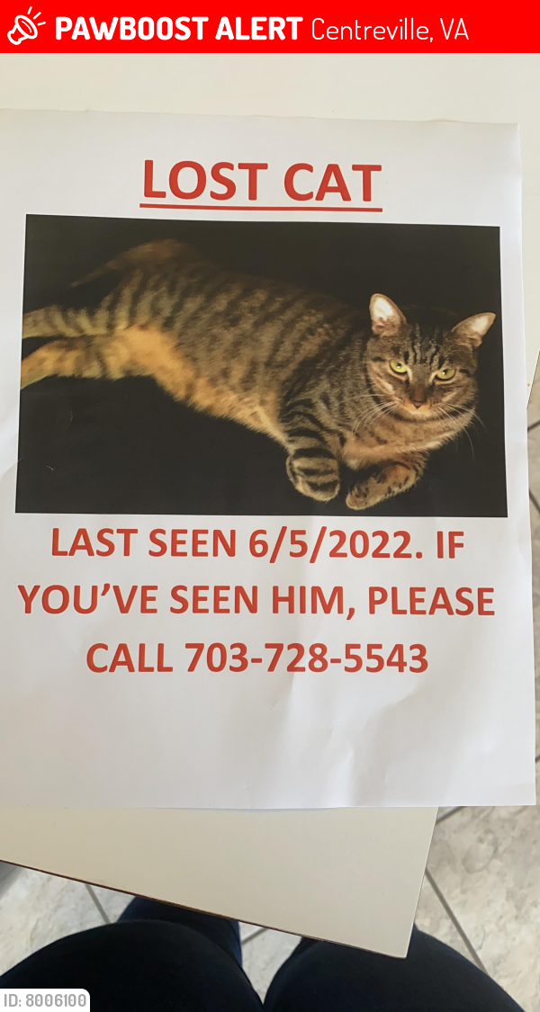 Lost Male Cat last seen Stroud street , Centreville, VA 20120