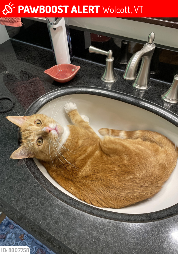 Lost Male Cat last seen Garfield Road, Wolcott, VT 05680