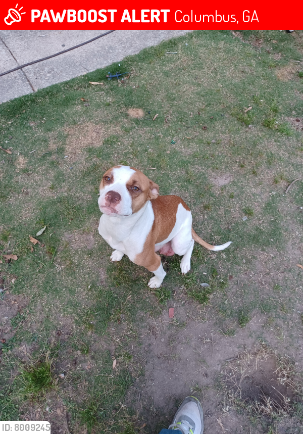 Lost Female Dog in Columbus, GA 31907 Named Freya (ID 8009245) PawBoost