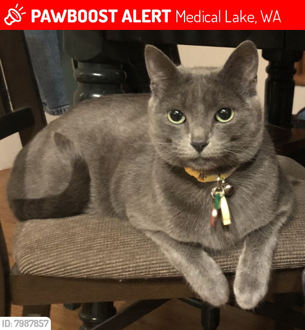 Lost Female Cat last seen Near Silver Lake Rd, Medical Lake, WA 99022