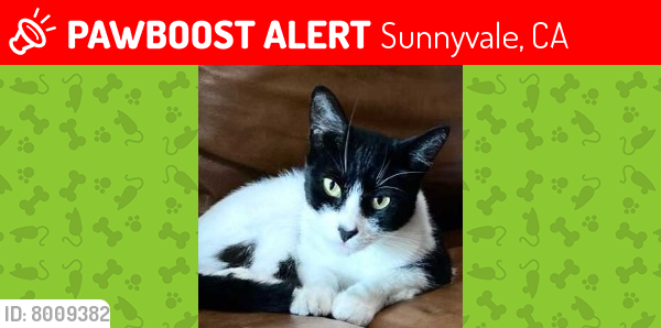Lost Female Cat last seen West Knickerbocker & Mockingbird in Sunnyvale, Sunnyvale, CA 94087