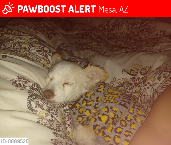 Lost Male Dog last seen Alma school anda main mesa az, Mesa, AZ 85201
