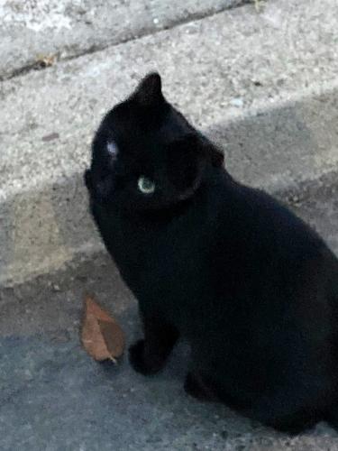 Lost Male Cat last seen Near Piedmont Hills High school, San Jose, CA 95132