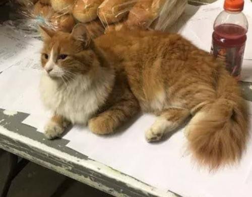 Lost Female Cat last seen railroad ave across from railroad station, West Haven, CT 06516