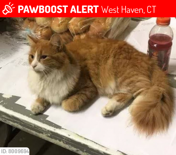 Lost Female Cat last seen railroad ave across from railroad station, West Haven, CT 06516
