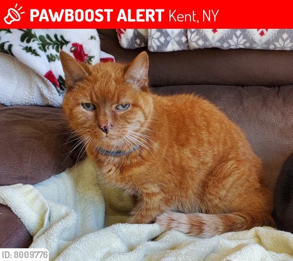 Lost Male Cat last seen Farmers Mills Rd, Kent, NY 10512