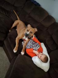Lost Male Dog last seen Love creek, Berrien Center, MI 49102