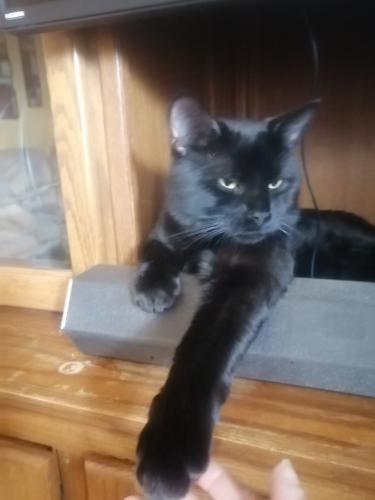 Lost Male Cat last seen Travis cresent and Tache ave N.  W, Calgary, AB T2K 3S8