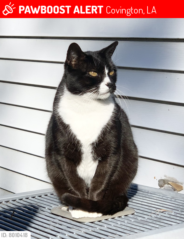 Lost Male Cat last seen Brewster rd, Covington, LA 70433