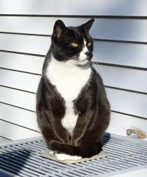 Lost Male Cat last seen Brewster rd, Covington, LA 70433