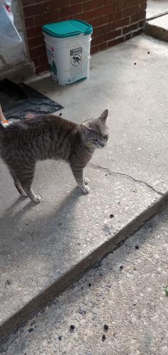 Found/Stray Male Cat last seen Norristown , Norristown, PA 19401