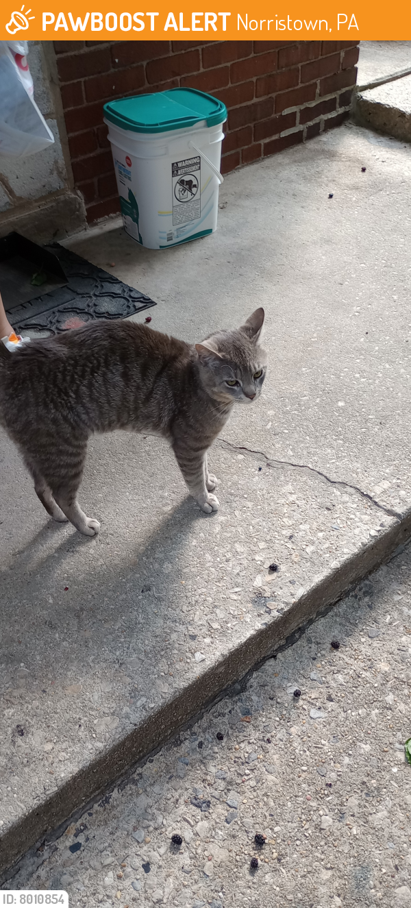 Found/Stray Male Cat last seen Norristown , Norristown, PA 19401
