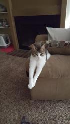 Lost Female Cat last seen  Arcadia ridge castlerock communities potranco rd san antonio tx , San Antonio, TX 78245