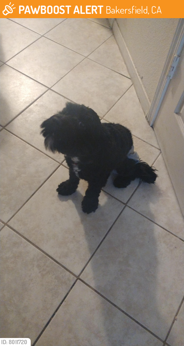 Bakersfield, CA Stray Male Dog Found Near MADISON&DARRELE PawBoost