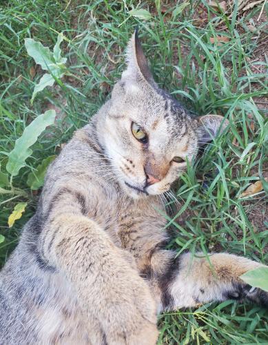 Lost Male Cat last seen Central and roeser, Phoenix, AZ 85040