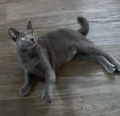 Lost Female Cat last seen Orchard, Waverly, Day, And chapel, New Haven, CT 06511