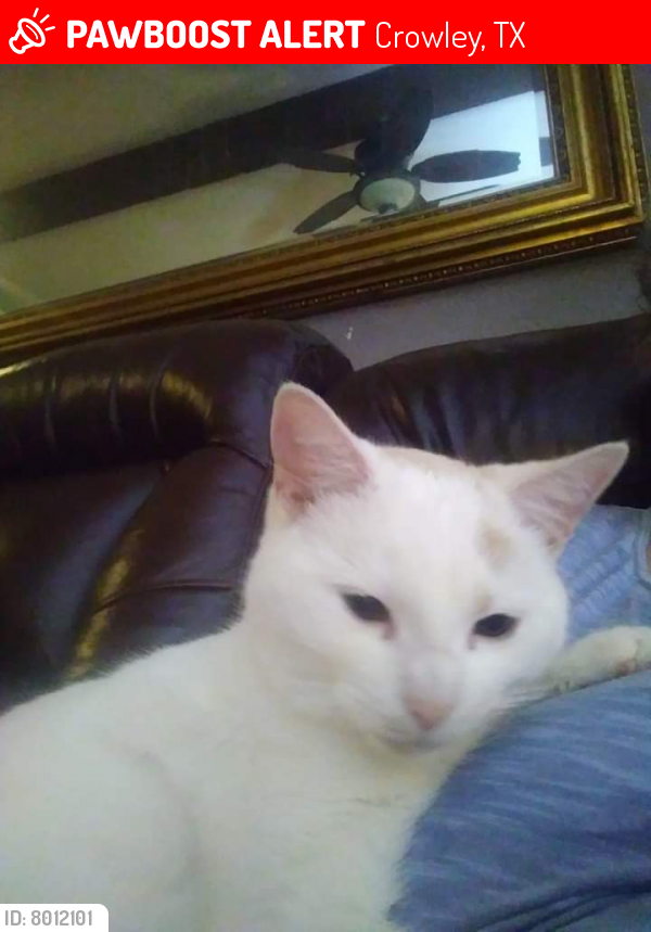 Lost Female Cat last seen Crowley Highschool, Crowley, TX 76036
