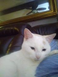Lost Female Cat last seen Crowley Highschool, Crowley, TX 76036
