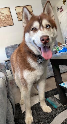 Lost Male Dog last seen Lake at Yorkville SW, Calgary, AB T2X 0R4