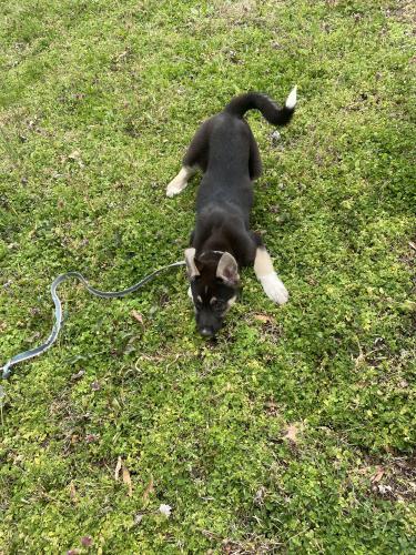 Lost Female Dog last seen Dillard Road, Memphis, TN 38128