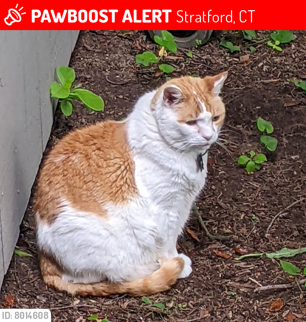 Lost Male Cat last seen Near B Pontiac Lane, Stratford, CT 06614