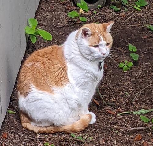 Lost Male Cat last seen Near B Pontiac Lane, Stratford, CT 06614