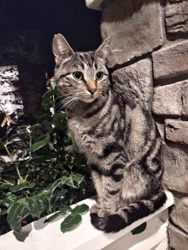 Lost Female Cat last seen Jasper St near East Branch Park, San Ramon, CA 94582