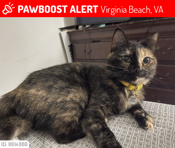 Lost Female Cat last seen Laskin Rd, First Colonial Rd, Virginia Beach, VA 23454