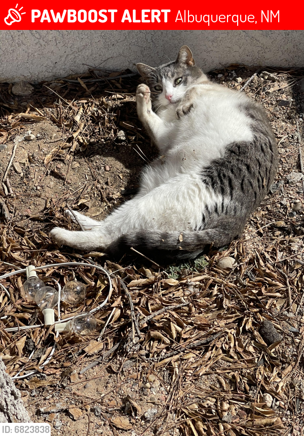 Lost Male Cat last seen Unser and Irving , Albuquerque, NM 87102