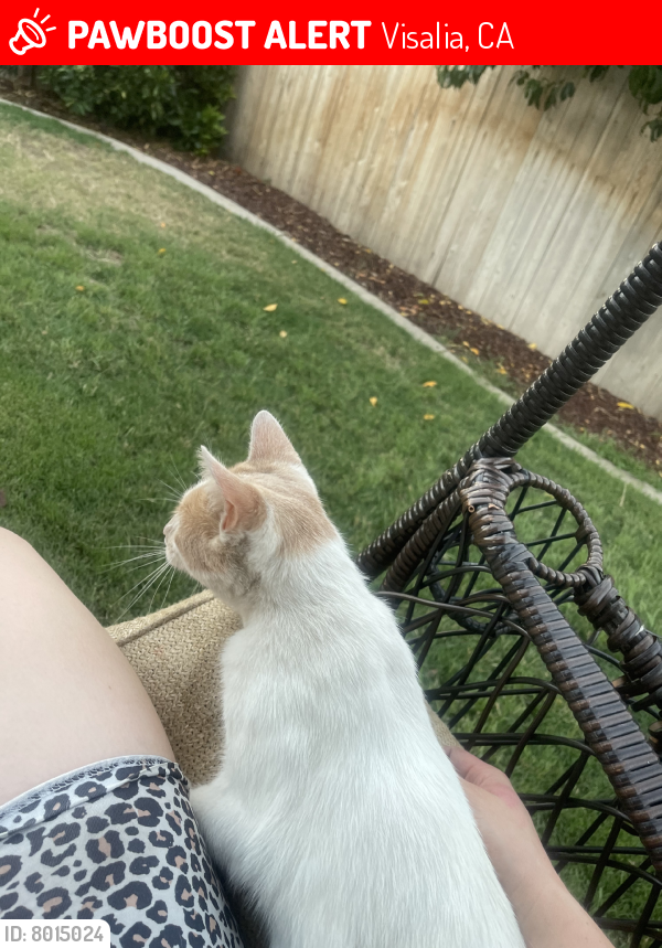 Lost Female Cat in Visalia, CA 93291 Named Mama (ID 8015024) PawBoost