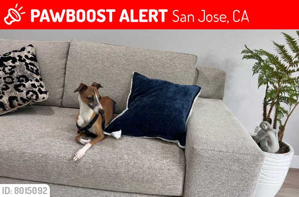 Lost Male Dog last seen Highway 880, Milpitas, CA 95131