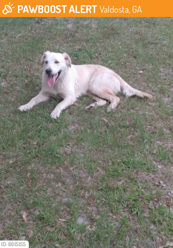 Found/Stray Unknown Dog last seen Bemiss /base area , Valdosta, GA 31605