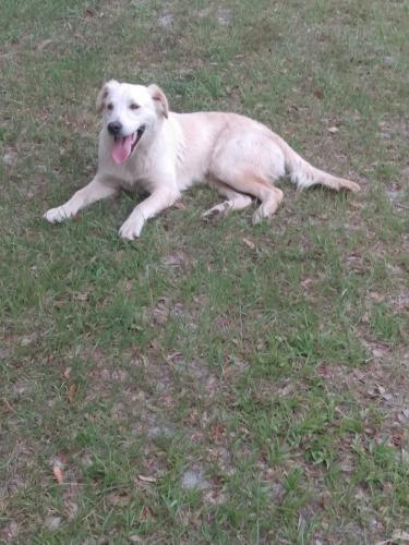 Found/Stray Unknown Dog last seen Bemiss /base area , Valdosta, GA 31605