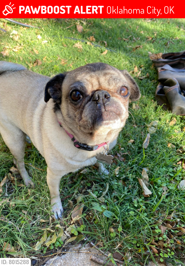 Lost Female Dog last seen NW44 AND MERIDIAN OKLAHOMA CITY, Oklahoma City, OK 73107