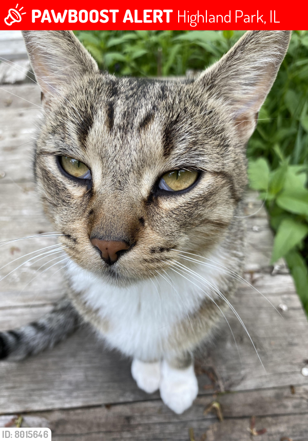 Lost Male Cat last seen Skokie avenue  and green bay road , Highland Park, IL 60035