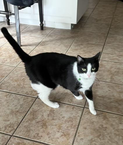 Lost Male Cat last seen Golden triangle boulevard , Fort Worth, TX 76244