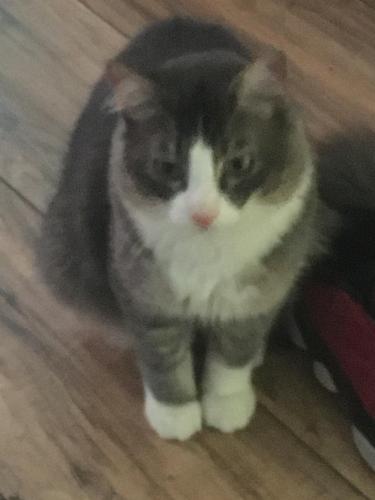 Lost Male Cat last seen UNKNOWN , New Haven, CT 06515
