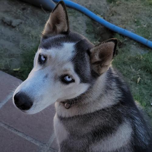Lost Female Dog last seen Beech Ave and Rosemary Dr, Fontana, CA 92335