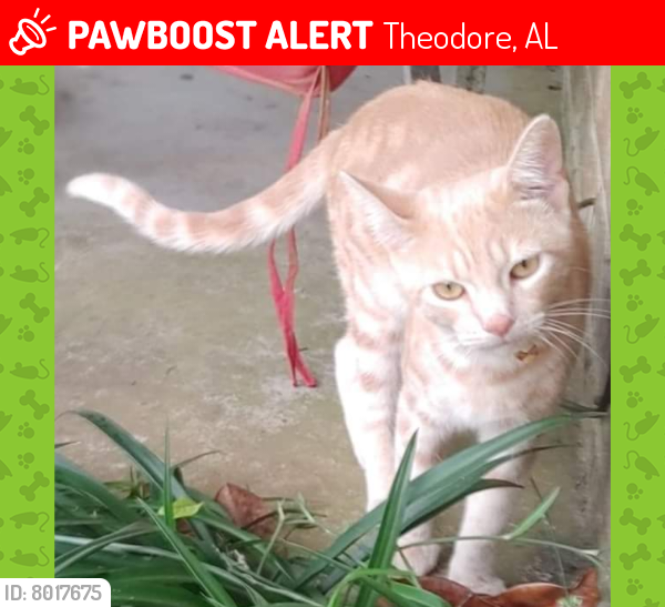 Lost Male Cat last seen Browder & Nan Grey Davis Elementary, Theodore, AL 36582