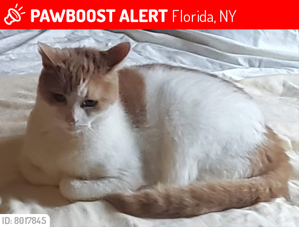 Lost Male Cat last seen Country Club Dr near Golf Rd Rt 94, Florida, NY 10921