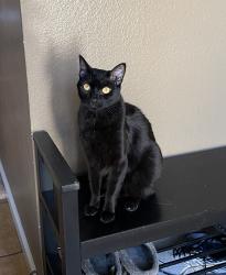 Lost Female Cat last seen Near Nantucket Glen , Escondido, CA 92027