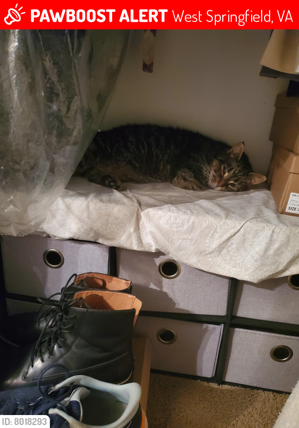 Lost Female Cat last seen Cardinal Forest - Colony Point Road , West Springfield, VA 22152