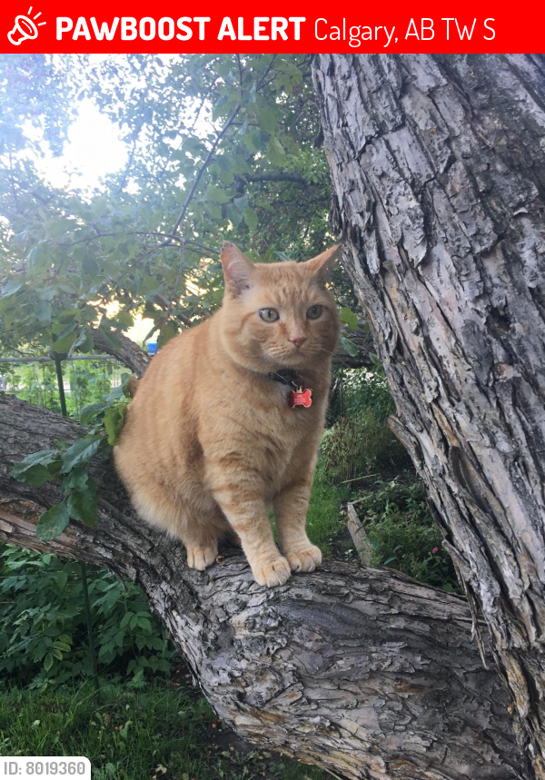 Lost Male Cat last seen Near Snowdon Crescent SW, Calgary, Calgary, AB T2W 0S5