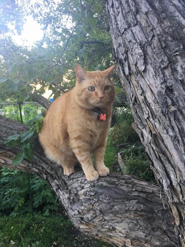 Lost Male Cat last seen Near Snowdon Crescent SW, Calgary, Calgary, AB T2W 0S5