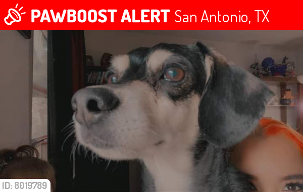 Lost Male Dog last seen hunt lane , San Antonio, TX 78227
