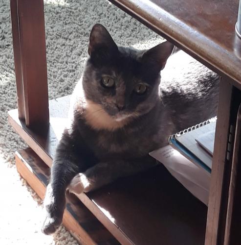 Lost Female Cat last seen Nutwood and State College , Fullerton, CA 92831