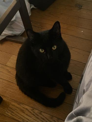 Lost Female Cat last seen Northmount and 44 avenue NW, Calgary, AB T2K 3H5