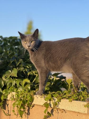 Lost Female Cat last seen Avignon Way and Lozano Way, Bakersfield, CA 93306