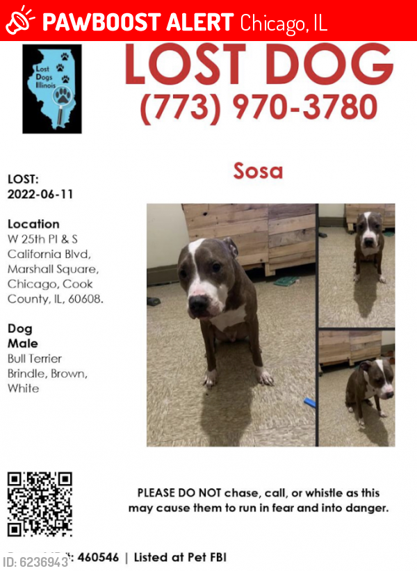 Lost Male Dog last seen 24th And Albany, Chicago, IL 60623
